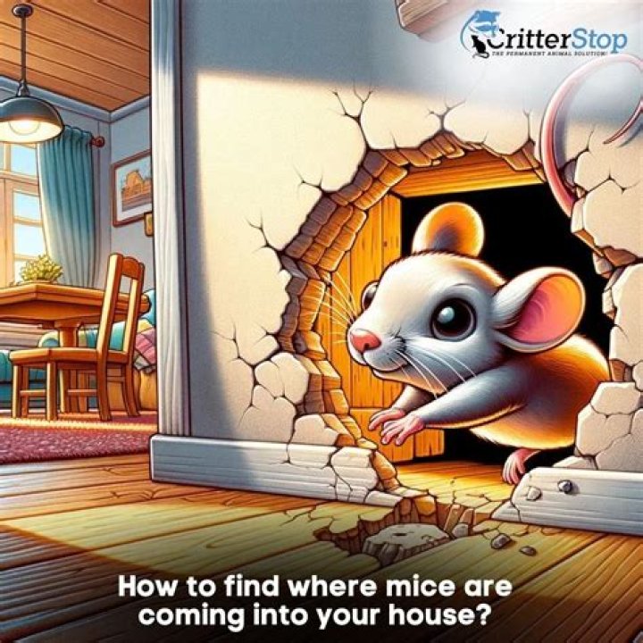 Can mice enter through drains?
