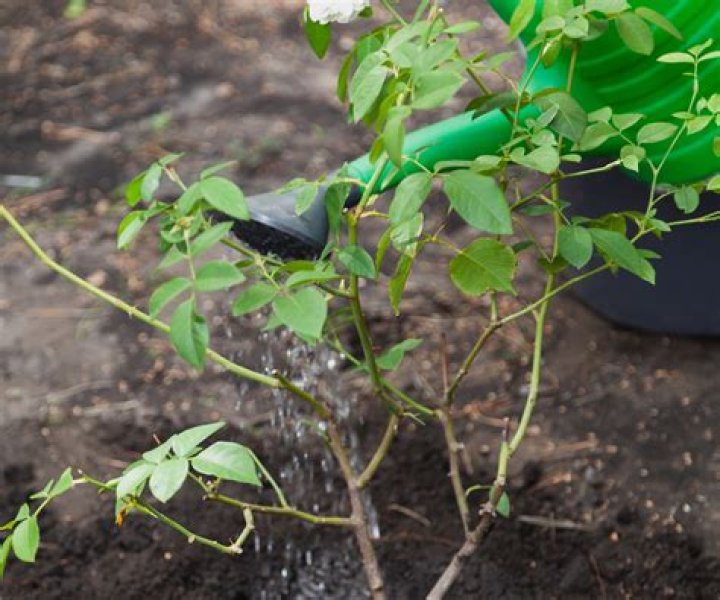 Can mums be overwatered?