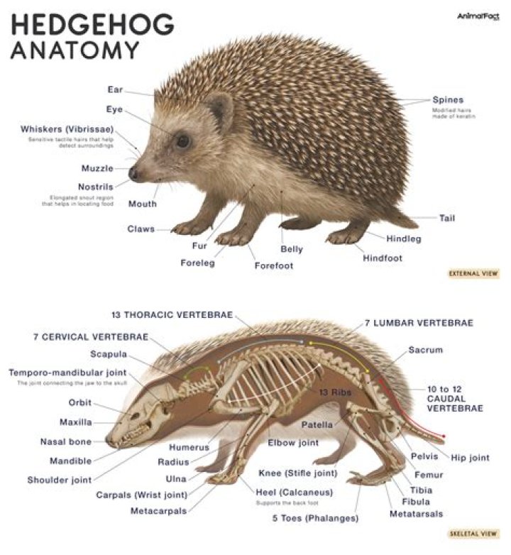 Can only male hedgehogs go super?