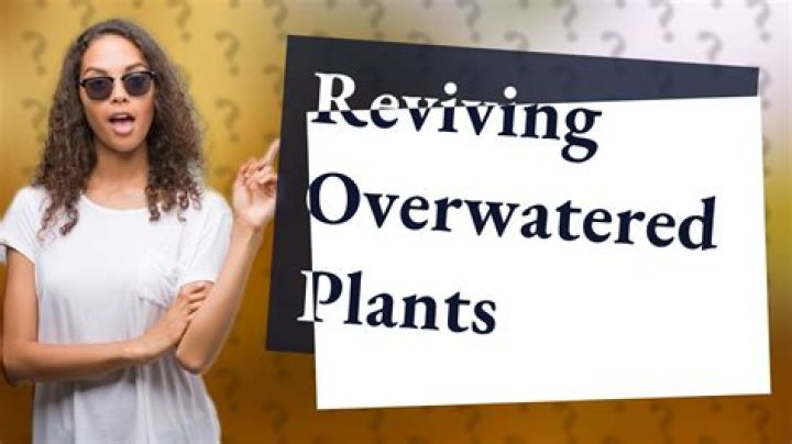 Can overwatered plants recover on their own?