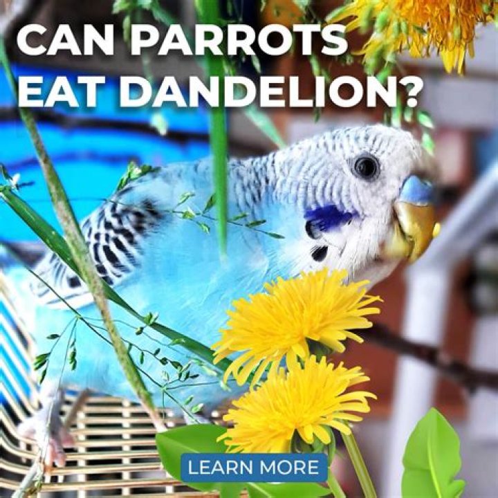 Can parrots eat dandelions?