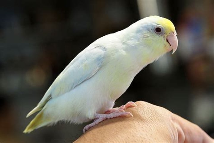 Can parrots eat egg yolk?