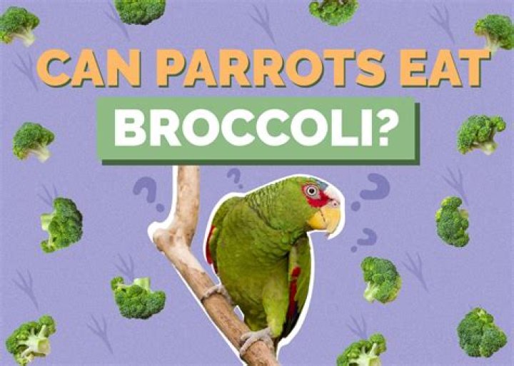 Can parrots eat raw broccoli?