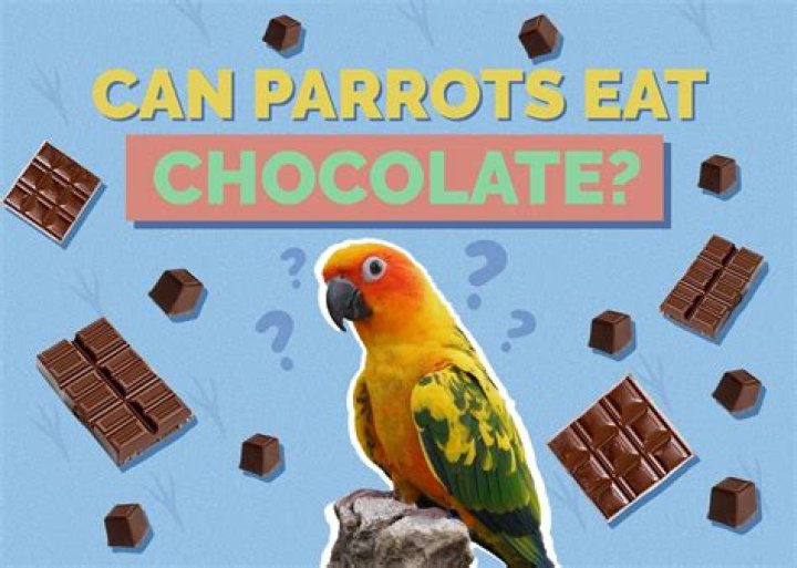 Can parrots eat steak?