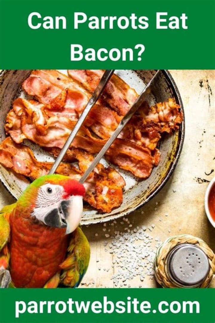 Can parrots have bacon?