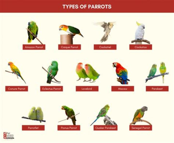 Can parrots have cheerios?