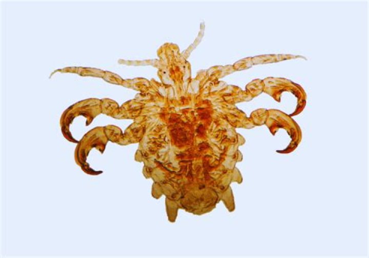 Can pubic lice live in bedding?