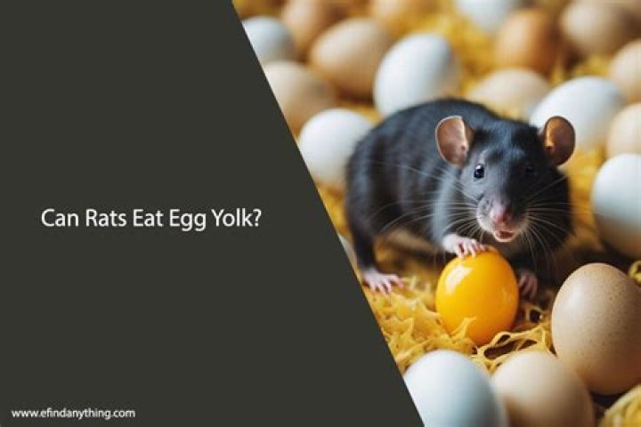 Can rats eat egg?