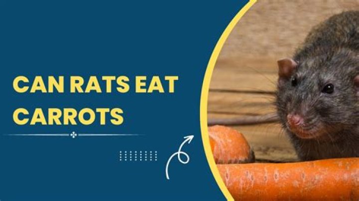 Can rats have carrots?