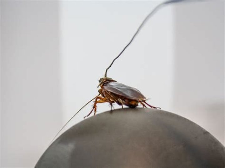 Can roaches see in the dark?