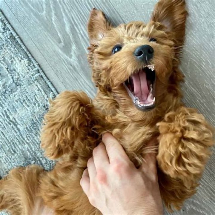 Can ruby be scratched?