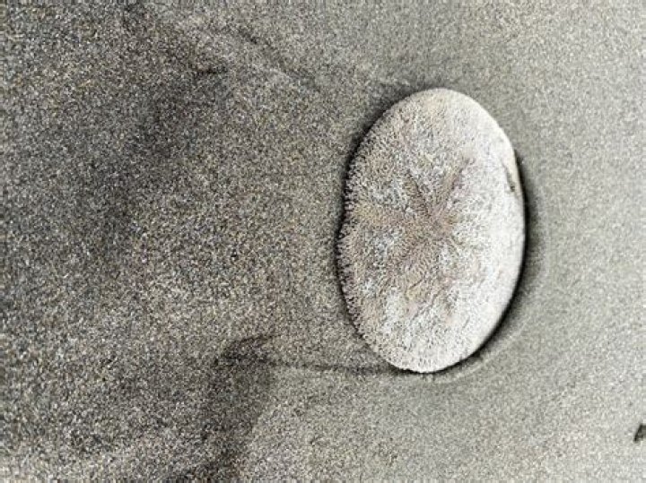 Can sand dollars move?
