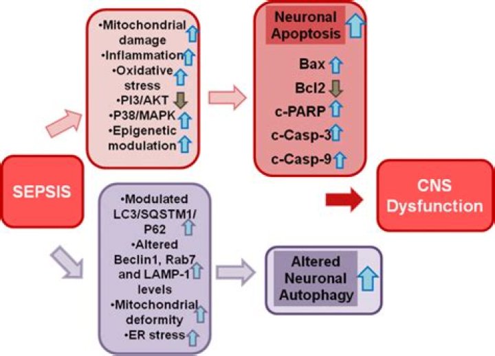 Can sepsis cause nerve damage?
