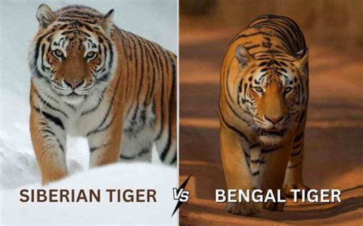 Can Siberian and Bengal tigers mate?