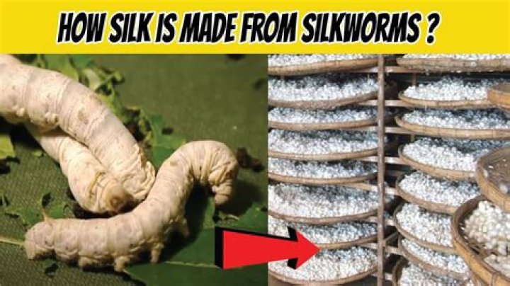 Can silk be made without killing the worms?