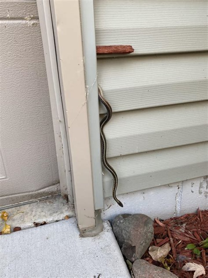 Can snakes climb siding?