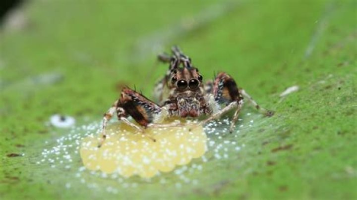 Can spider lay eggs in hair?