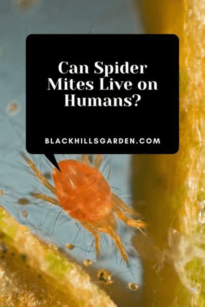 Can spider mites live on humans?