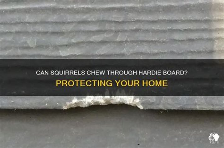 Can squirrels chew through Hardie board?