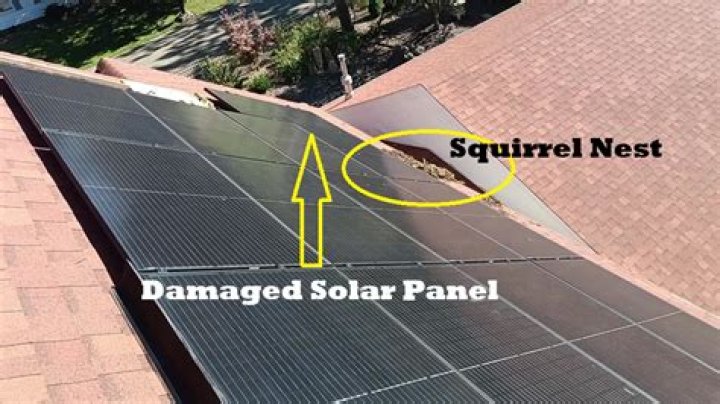 Can squirrels damage solar panels?