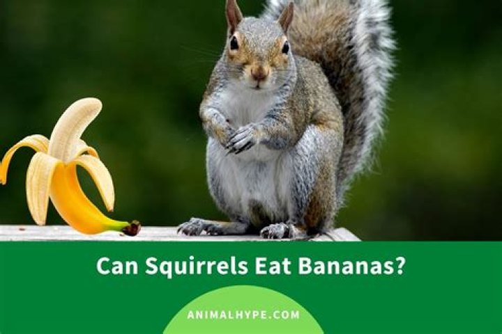 Can squirrels eat bananas?