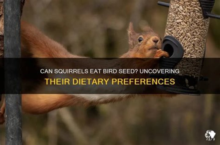 Can squirrels eat bird seed?