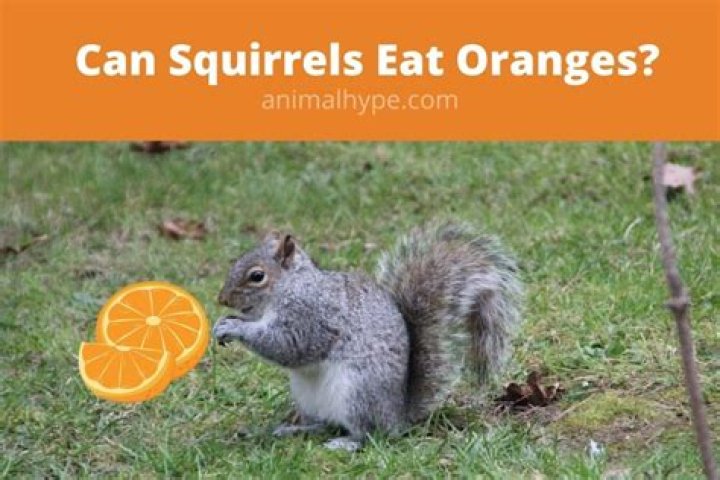 Can squirrels eat oranges?