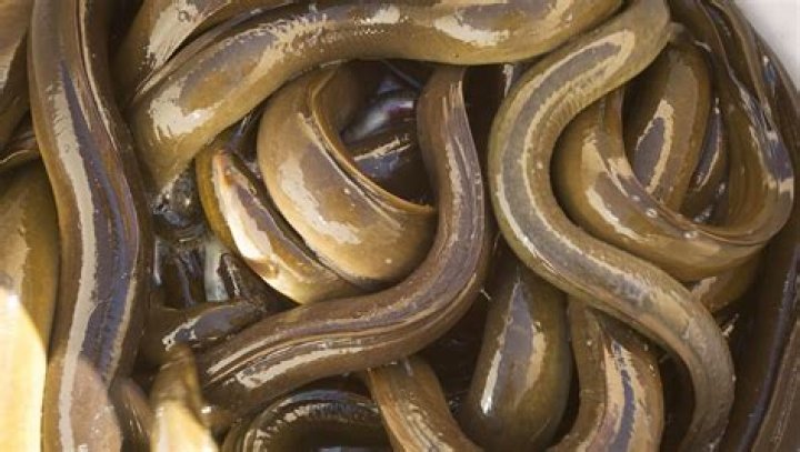 Can Striders survive out of lava?