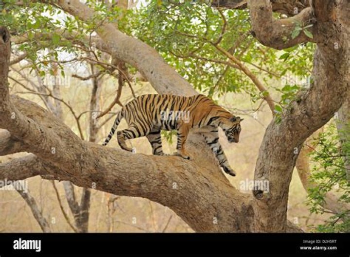 Can tigers climb trees?