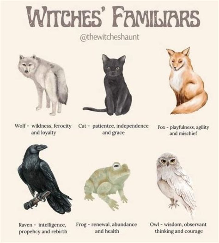 Can u tame a witches cat?