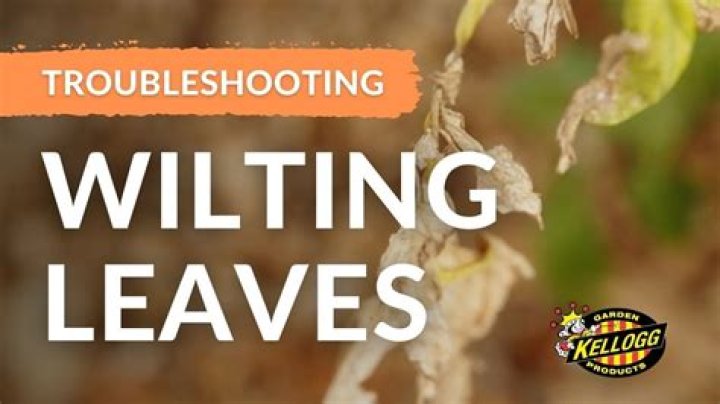 Can wilted leaves come back to life?