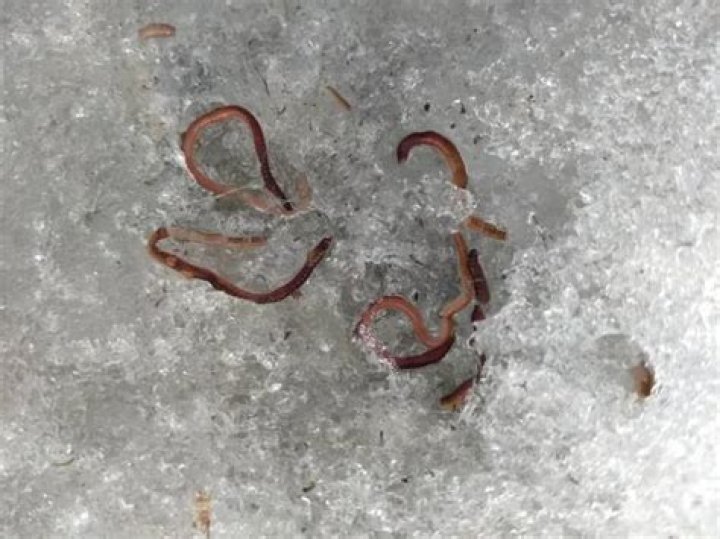 Can worms survive being frozen?