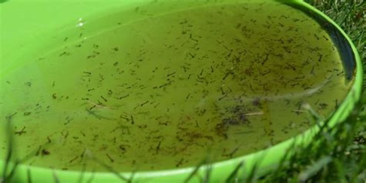 Can you bottom water with mosquito bits?