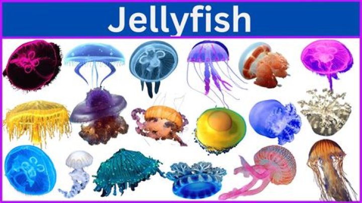 Can you breed jellyfish?