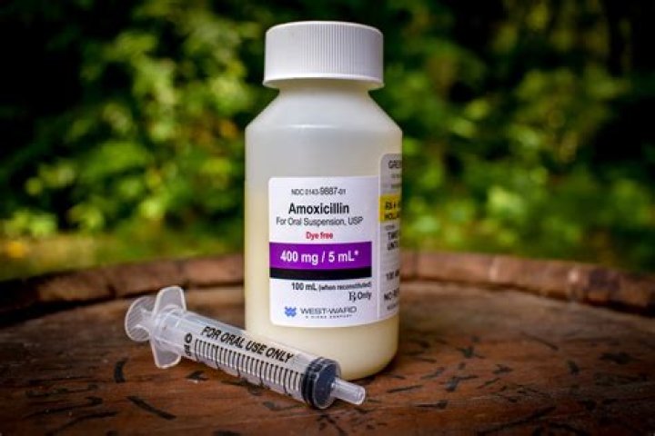 Can you buy amoxicillin over-the-counter for dogs?