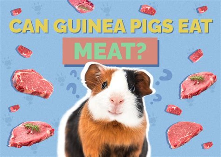 Can you buy guinea pig meat in the US?