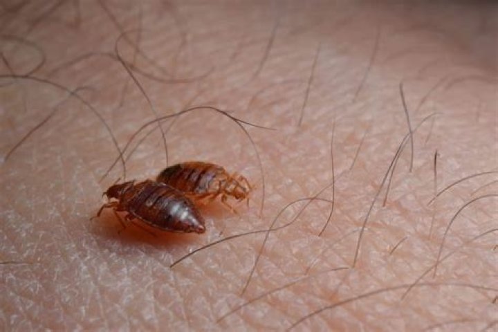 Can you crush bed bug eggs?