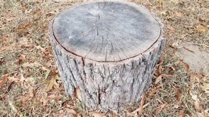 Can you cut trees down on your own land?