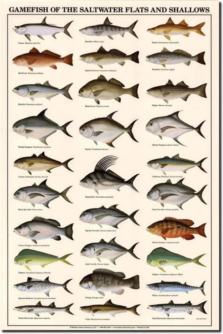 Can you eat all saltwater fish raw?