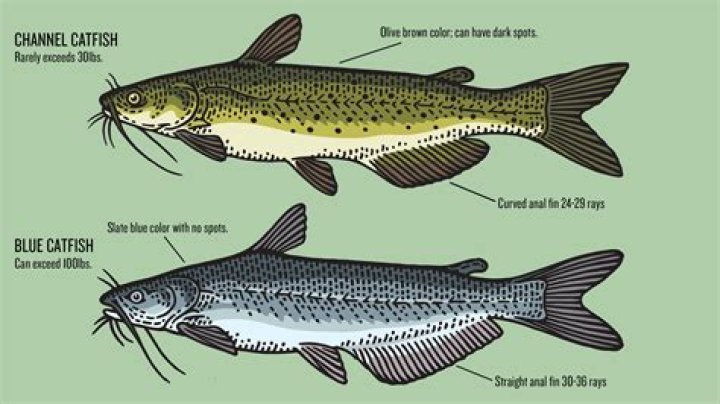 Can you eat catfish belly meat?