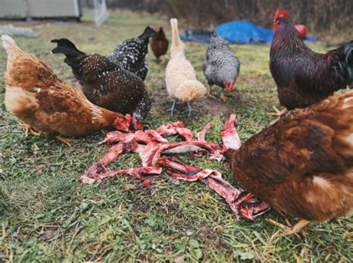 Can you eat chicken eggs directly from the coop?