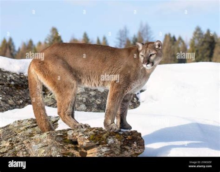 Can you eat cougar or mountain lion?