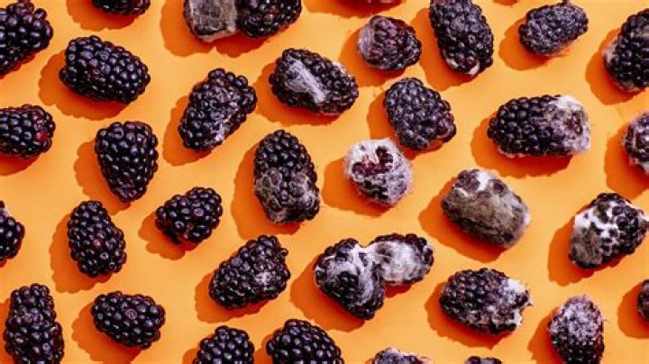 Can you eat moldy berries?