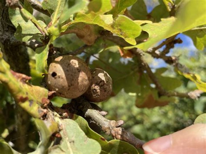 Can you eat oak galls?