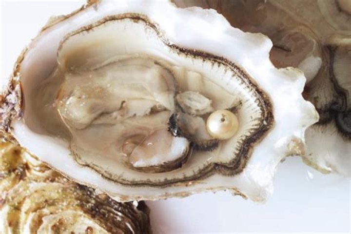 Can you eat pearl oysters?