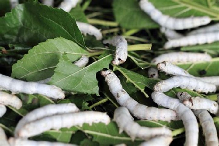Can you eat silkworm?