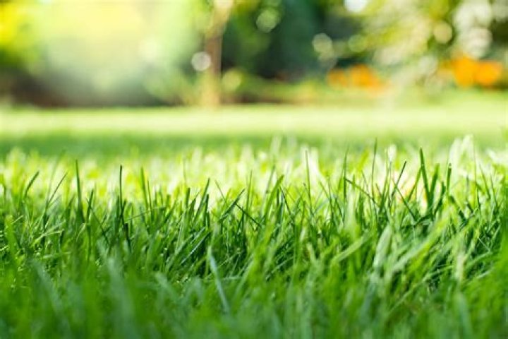 Can you fertilize dormant grass?