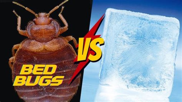 Can you freeze bed bugs to death?