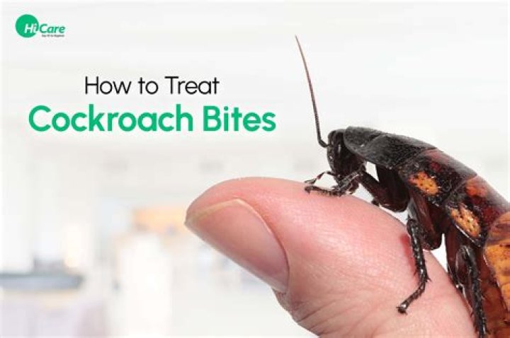 Can you get a cockroach high?