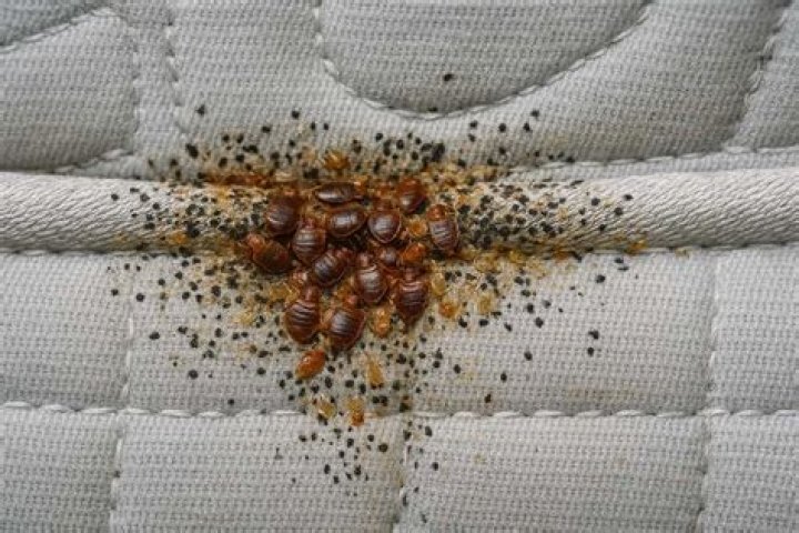 Can you get bed bugs from dirty sheets?